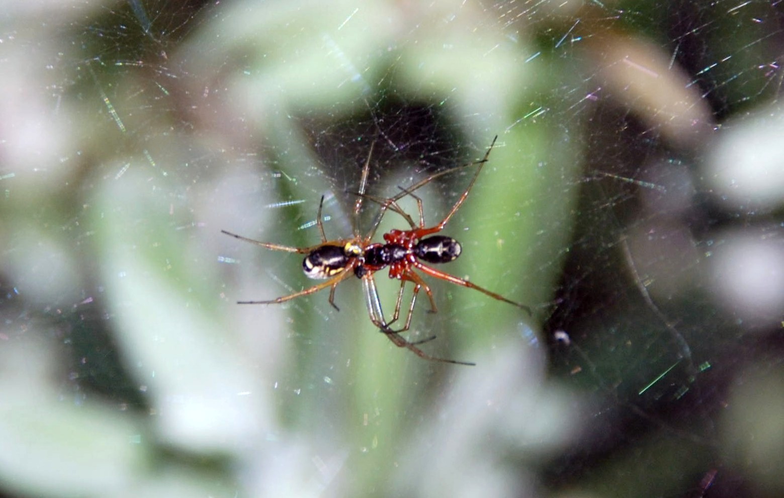 Linyphiidae